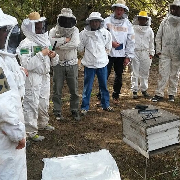 Técnicas Apícolas: Más abejas para aumentar kg de miel
